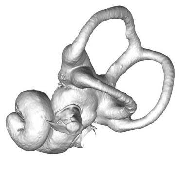 Diagram of hedgehog ear bones showing very small, dense middle-ear bones.