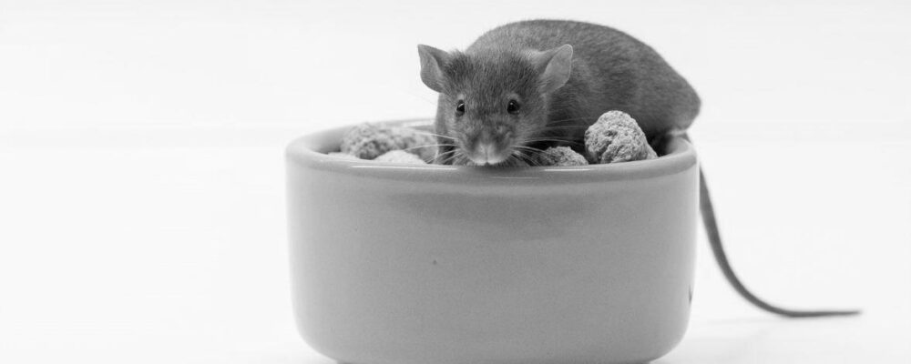 Ten organisations carried out half of all animal research in Great Britain in 2025
