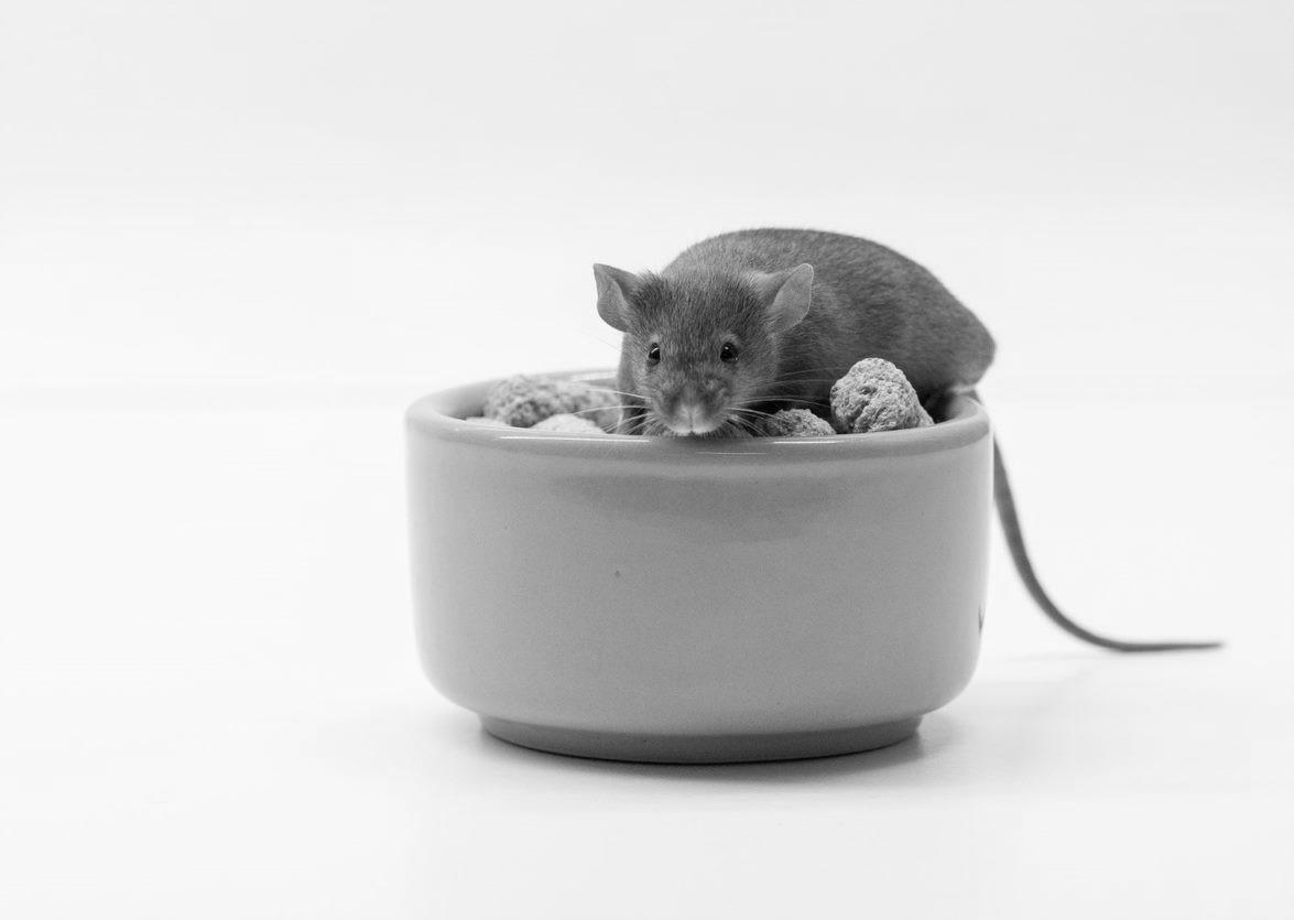 You are currently viewing Ten organisations carried out half of all animal research in Great Britain in 2025