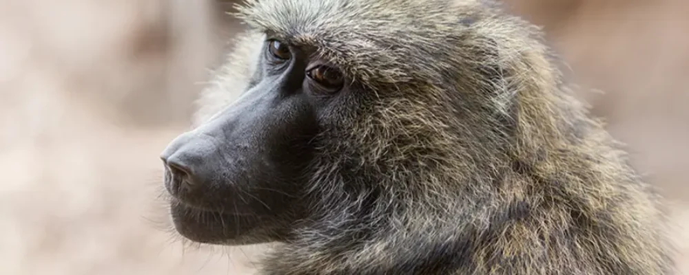 Children and Monkeys Share a Common Understanding of Geometry