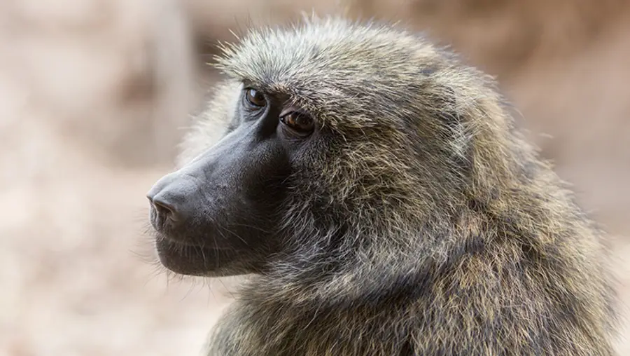 You are currently viewing Children and Monkeys Share a Common Understanding of Geometry